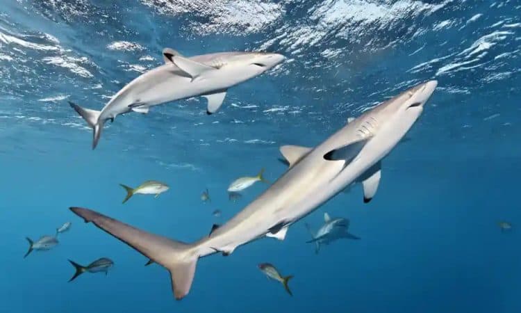 The silky shark, listed as ‘vulnerable’, was one of the most frequently identified species in the pet food analysed. Photograph: Norbert Probst/Rex/Shutterstock