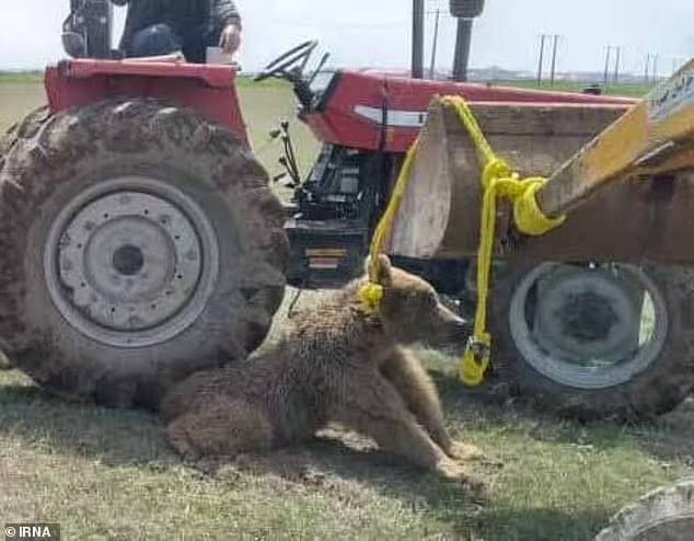 Brown bear is killed after Iranian villagers crush its spine, legs and pelvis with a tractor and tie it to a digger by its neck