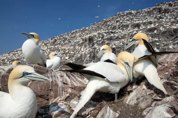 Gannets on Bass Rock, off North Berwick. The world’s largest colony of northern gannets was hard hit by bird flu last year but 30% now have immunity. Photograph: Murdo MacLeod/Guardian
