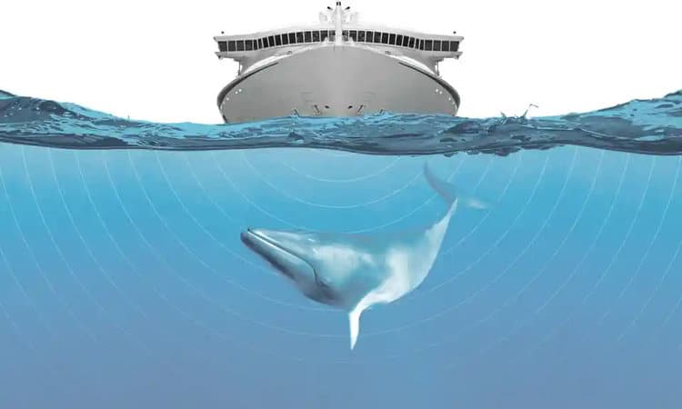 Engine noise, sonar, and seismic shocks abound in today’s maritime waters hurting marine life