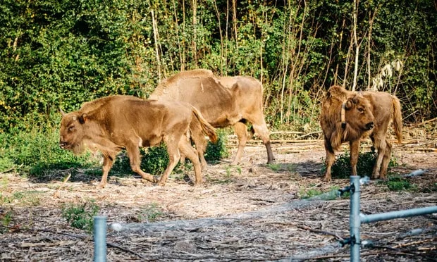 The first wild bison to roam in Britain in thousands of years have escaped from their enclosure