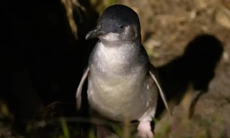 The bodies of little blue penguin have been washing ashore in New Zealand by the hundred this year. Photograph: NurPhoto/Getty Images
