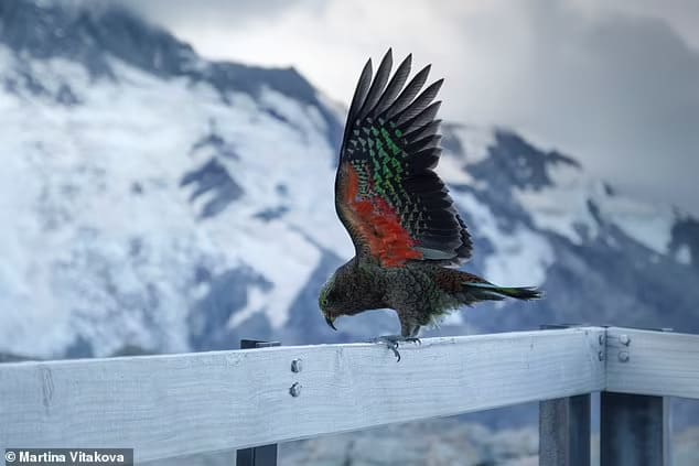 Some birds that fly together in big colonies have evolved brightly-coloured feathers under their wings to avoid mid-air collisions, study suggests