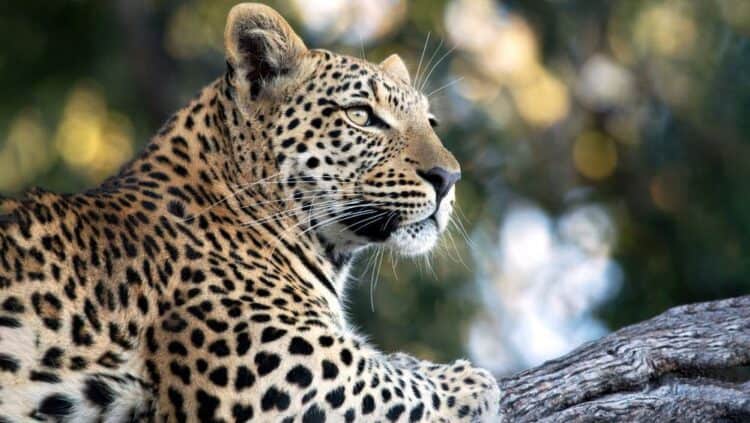 Leopard killed 4-year old boy after pulling him more than 500 meters into the woods