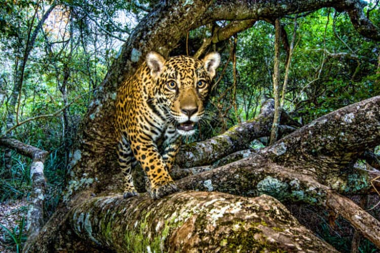 This young jaguar’s “portrait” was captured by a remote camera as it headed for a favored napping place on a tree bough. Image © Steve Winter/National Geographic/Big Cat Voices.