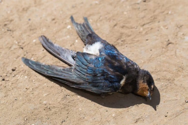6 Ways Humans are Responsible for Mass Bird Deaths