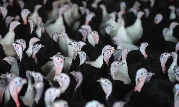Turkeys in a barn. Last year, amid the UK’s largest outbreak of bird flu, poultry farms had to keep livestock inside but this year there have been far fewer cases. Photograph: Nathan Stirk/Getty