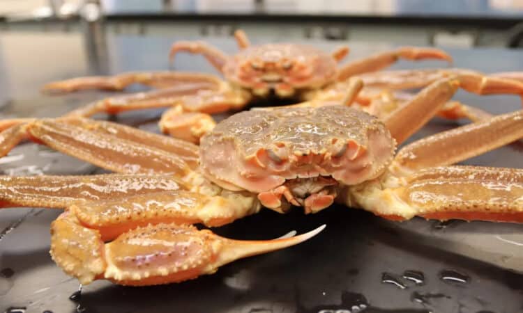The climate crisis is thought to be a primary cause of a mass die-off of Alaska's snow crabs. Photograph: Noaa Fisheries/AFP/Getty Images