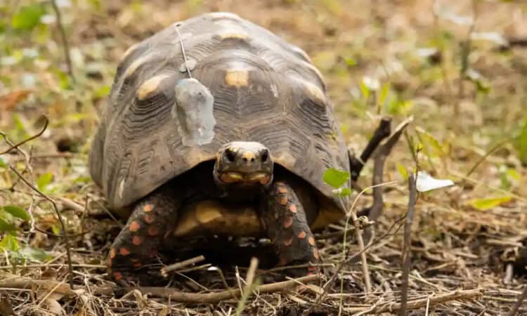Red-footed tortoises are crucial for dispersing seeds around the Gran Chaco forest. Photograph: Courtesy of Rewilding Argentina