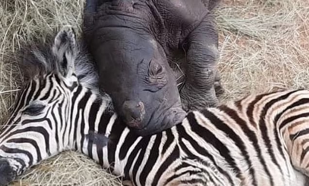 Rhino and zebra babies become best mates after being found orphaned in the wild