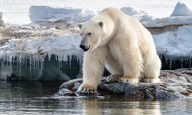 A French woman has been mauled by a polar bear which had wandered into her tour group's campsite on a remote Norwegian Arctic island (file image of a polar bear in Svalbard)