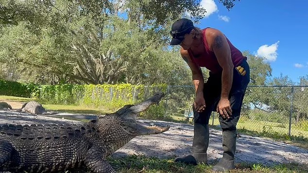 Alligator trainer Greg Graziani, 53, had his hand bitten off by one of his own alligators during a routine interaction