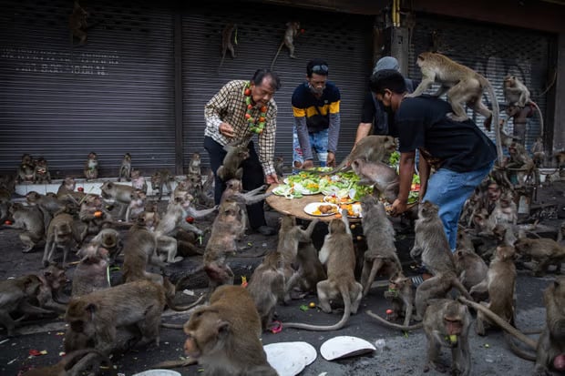 Macaques are a frequent sight in cities in south-east Asia, though researchers say this creates a misconception there is a large population of them. Photograph: Lauren DeCicca/Getty Images