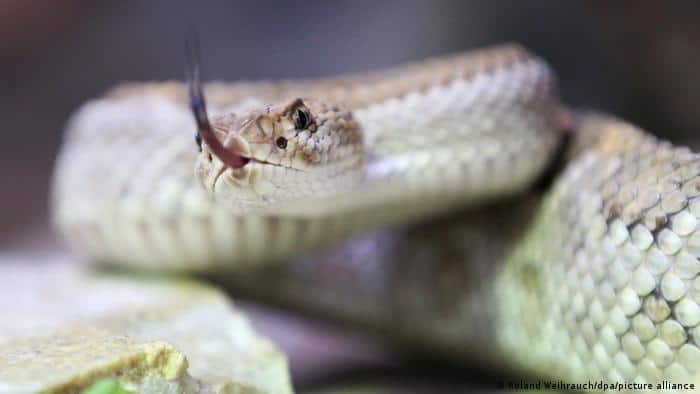 Germany: More than 110 snakes found on farm after woman bitten