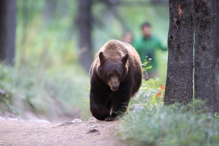 Bear hunt comes to an end following camper attack in Colorado