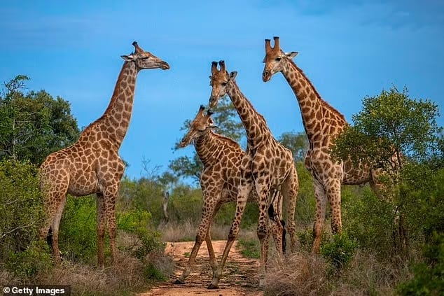 The tragic mum, 25, and her 16-month-old daughter were staying on the Kuleni Game Farm 170 miles north-east of Durban, famed for its nature trails with their father (file image of Giraffes in South Africa)