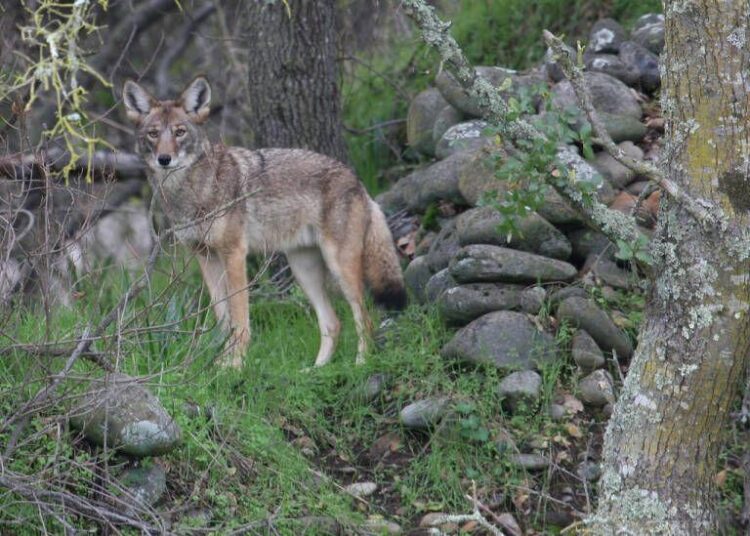 Wildlife killing contests have been directed against coyotes. (Steve Thompson/U.S. Fish and Wildlife Service) Courtesy: Steve Thompson/U.S. Fish and Wildlife Service, Oregon Capital Chronicle