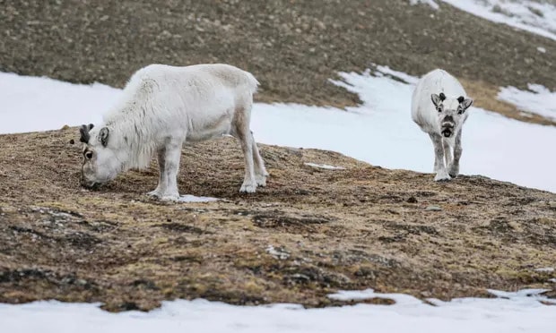 Svalbard reindeer thrive as they shift diet towards ‘popsicle-like’ grasses