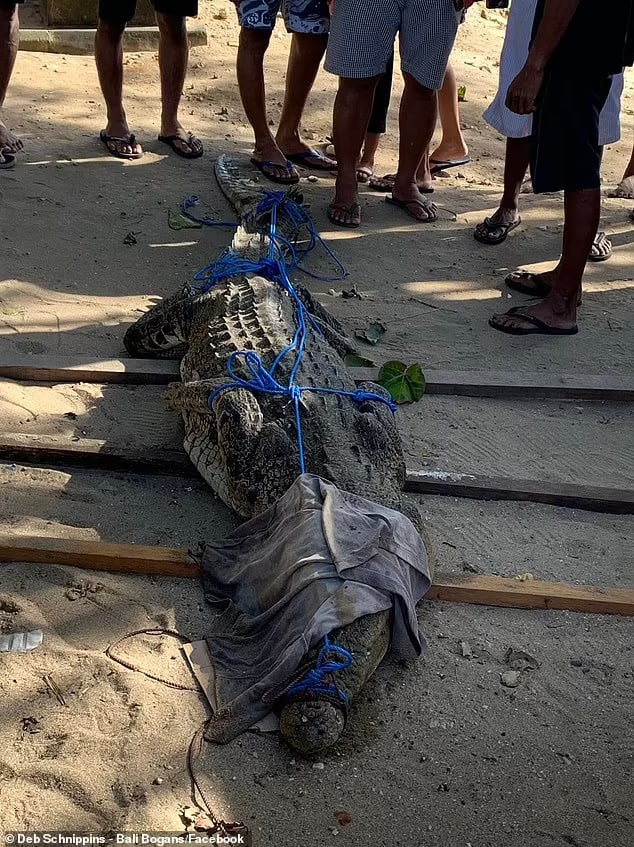 Holidaymakers horrified by sick and emaciated PET crocodile which escaped its cage and ended up on busy Bali beach