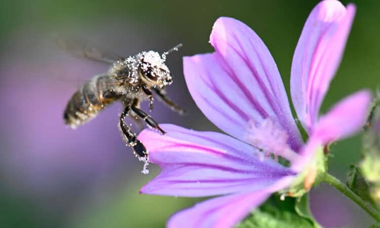 A bee covered with pollen lands on a common mallow. Insect populations are estimated to have declined by up to 75% since the 1970s, with huge effects on pollination of food crops. Photograph: Thomas Kienzle/AFP/Getty