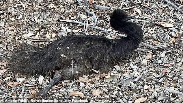 a community manhunt is underway to track down the culprits responsible (pictured, one of the injured emus clinging to life)