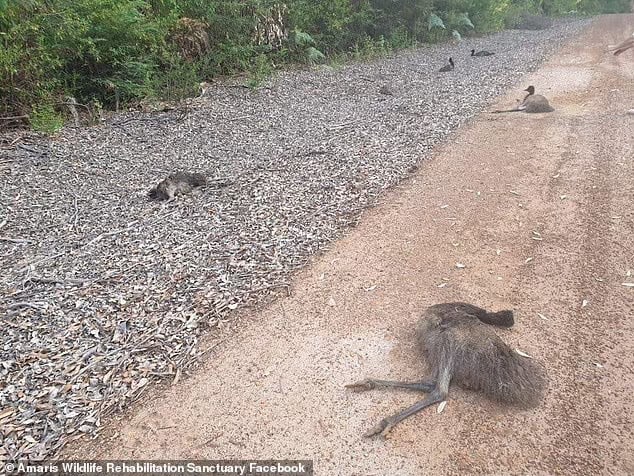 Local believe the horrific incident wasn't an accident . Pictured are the five emus scattered across the dead end road