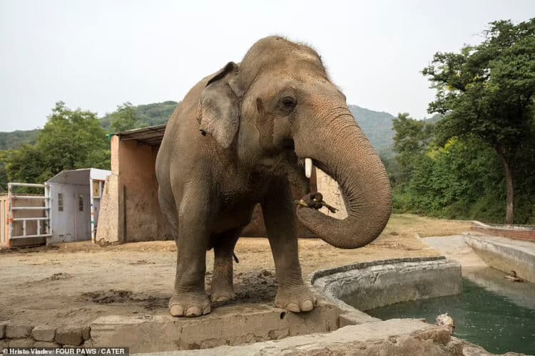 Incredible story of Kavaan the world's loneliest elephant, who was forced to live in solitude for eight years when his partner died...until he was saved by Cher and learned to believe in life after love!