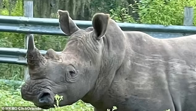 Florida safari park is slammed for shooting and killing 2,000 pound white rhino that had escaped from its enclosure - days before it was due to be unveiled to the public