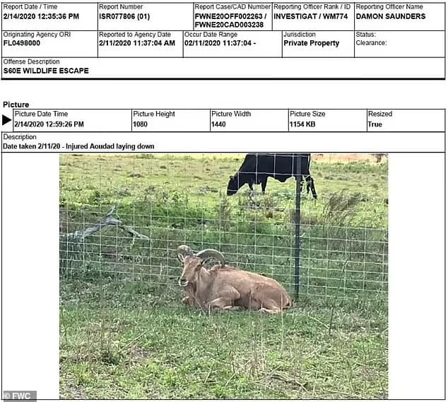 A Wild Florida recebeu um alerta oficial do Serviço de Inspeção de Saúde Animal e Vegetal do USDA (APHIS) em conexão com um incidente separado em março passado envolvendo a fuga de quatro Aoudads, ou Barbary Sheep