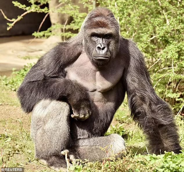 Isso ocorre anos depois que o amado gorila de 400 libras do zoológico de Cincinnati, Harambe, foi morto a tiros depois que um menino de quatro anos rastejou sobre a grade de seu recinto e caiu 15 pés no fosso de exibição do gorila.