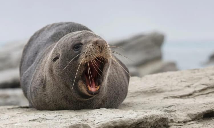 A fur seal basks in the sun at Kaikoura Peninsula, New Zealand. From May to December, adult males and freshly weaned pups from the country’s growing fur seal population leave their breeding colonies. Photograph: Sanka Vidanagama/NurPhoto/Rex/Shutterstock