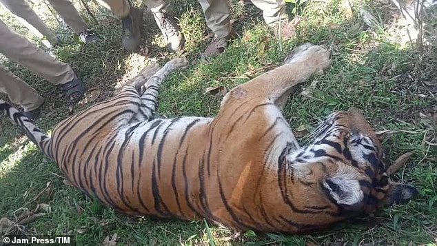 Teenager is mauled to death by a tiger only for his 75-year-old grandfather to suffer the same fate 12 hours later - before a third relative dies of shock in India
