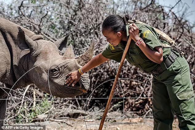 Nations that are home to most of the big game species on the continent say they need the profits from blood sports to pay for conservation projects. Pictured: Wildlife ranger Salome Lemalasia strokes 5-year-old black rhino Loijipu in Sera Rhino Sanctuary in Kenya last year