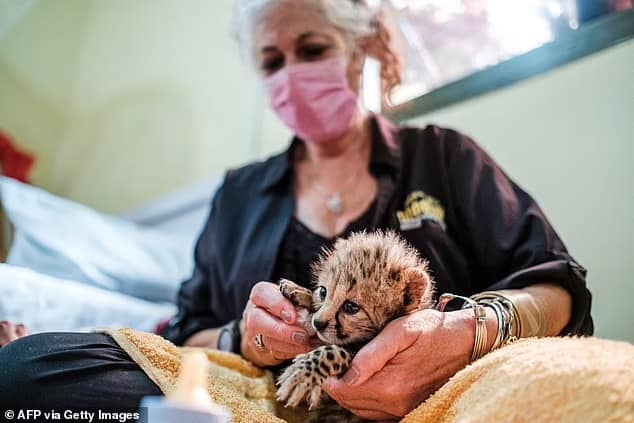 MPs are set to debate and vote on the Government-backed Hunting Trophies (Import Prohibition) Bill this Friday. It would stop British hunters bringing home souvenir pelts and heads. Pictured: Laurie Marker, founder and executive director of the Cheetah Conservation Fund, holds a baby cheetah at a facility in Hargeisa, Somaliland, on September 17, 2021