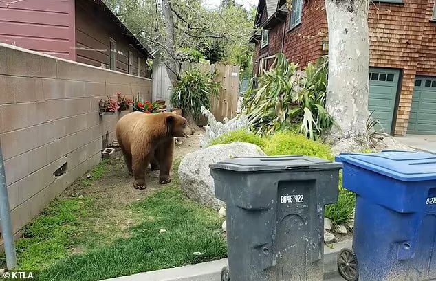 Videos shared online show recent encounters including instances of bears breaking into local homes and roaming Sierra Madre streets unencumbered.