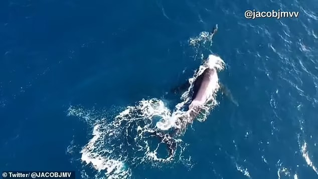 Amazing video captures 'rare' and 'magic' moment showing humpback whale and dolphin dancing together off the coast of Hawaii