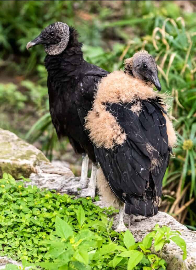 Baby vultures born in Brackenridge park. Of two offspring only one survived. Lifespan is normally around 10 years. Photo credit: Dwayne Flores.
