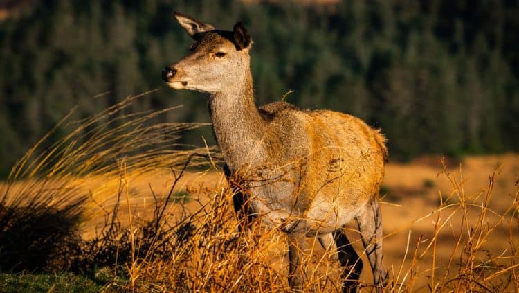 More than 150,000 deer set to be culled over next five years