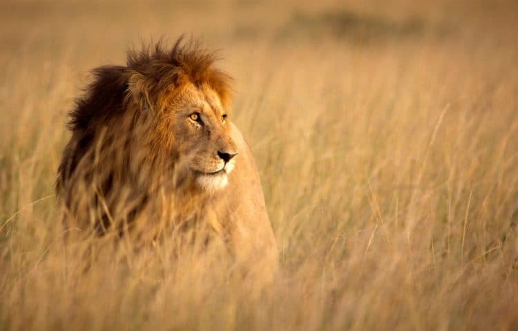 7 lions shot after escaping from reserve twice, killing 10 sheep