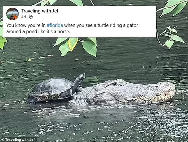 A Florida man captures hilarious moment a VERY bold turtle hitches a ride on a 10-foot alligator and rides it around a pond 'like it's a horse'