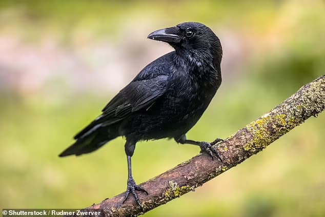 The RSPB is seeking a contractor to catch crows using live bait traps