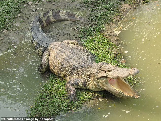 Search for remains of missing fisherman feared eaten alive in gruesome crocodile attack enters second day - after campers heard his desperate screams