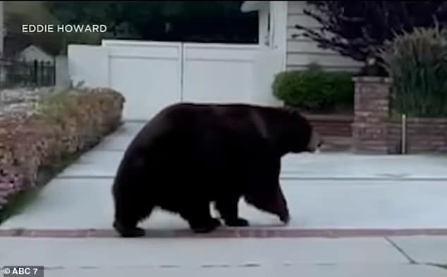 Welcome to the neigh-bear-hood! Moment huge bear is captured on video casually roaming Los Angeles street in the middle of the day