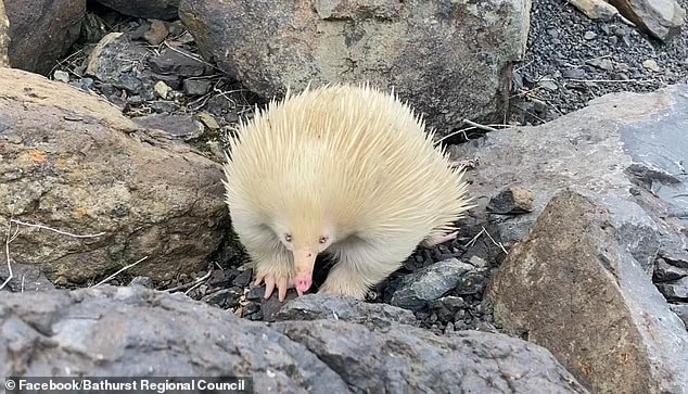 A rare albino echidna, which has been named Raffie, has been spotted in the NSW central west region of Bathurst