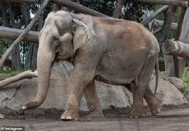 The 59-year-old geriatric elephant, named Mary, was put down compassionately after the decision to do so was made by her health and care specialists following a 'decline' in her mobility
