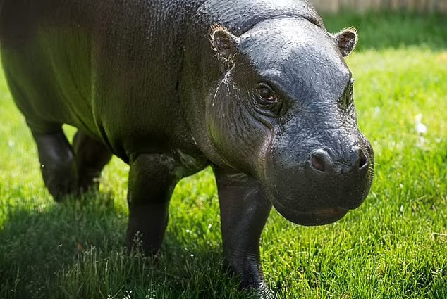 Michigan zoo's new pygmy hippo, Jahari, attacks and kills a six-year-old sitatunga called Chopper in their new shared habitat weeks before it was set to be unveiled to the public