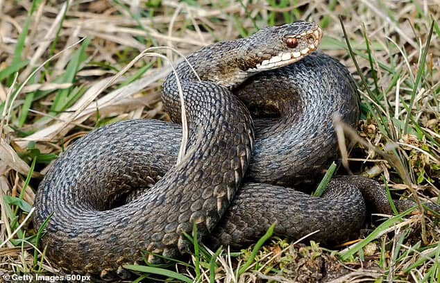 Each year, between 50 and 100 people are bitten by adder's in the UK but three in four victims have only a 'negligible reaction'
