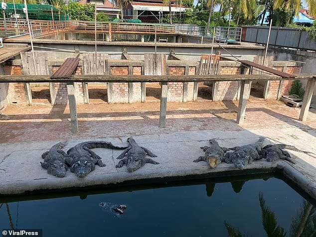 Large crocodiles are pictured sitting together in the enclosure in Siem Reap, Cambodia