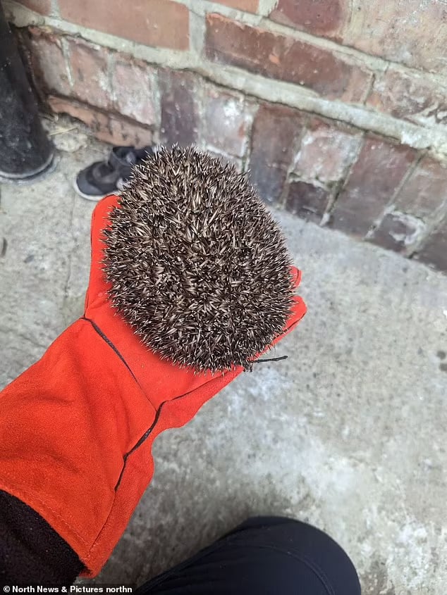 According to the charity the first hedgehog, rescued by RSPCA inspector Krissy Raine, was lodged around two feet down in the drain