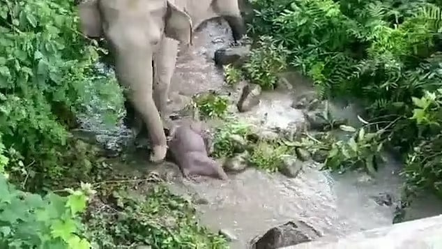 Heartbreaking moment mother elephant refuses to give up on its dead calf, carrying the animal over a mile to try and revive it in water, even nudging it and trumpeting her trunk